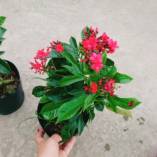 Cây Hồng Mai - Cây cảnh sân vườn