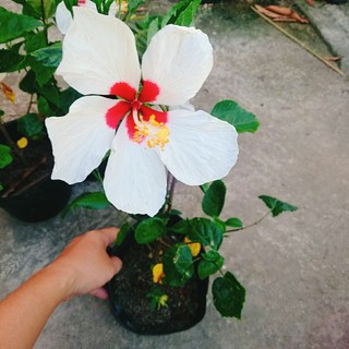 Cây Hoa Dâm Bụt Trắng - Cây cảnh sân vườn