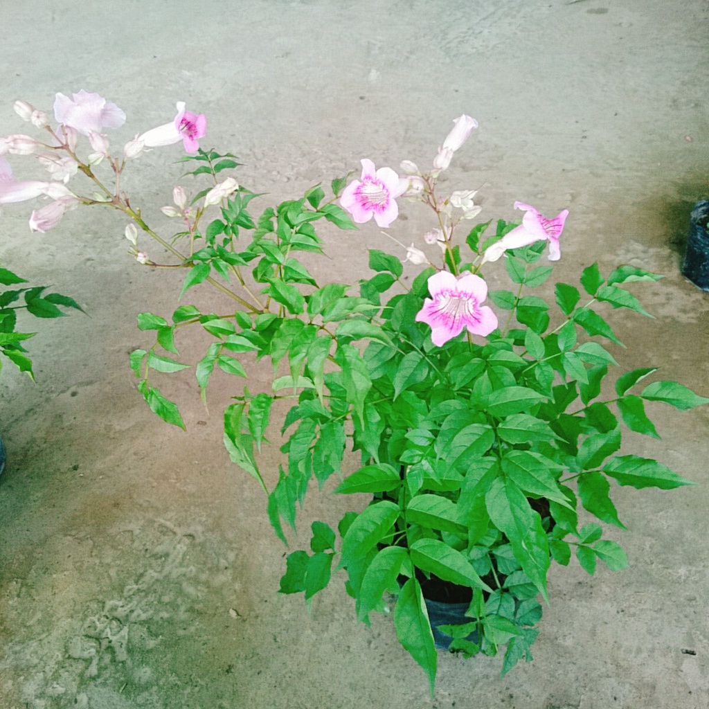 Cây hồng thiên hương (cây leo) - cây cảnh đẹp