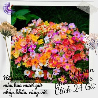 [Dọn Luống Gía Rẻ Nhiều Màu Cây Đẹp] 1 Kg Hoa Mười Giờ Sam Thái Hoa To Siêu Đẹp Dọn Luống Trồng Lứa Mới Bán Rẻ