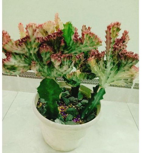 Cây xương rồng tháp vạn lý hồng var hồng | Shopee Việt Nam