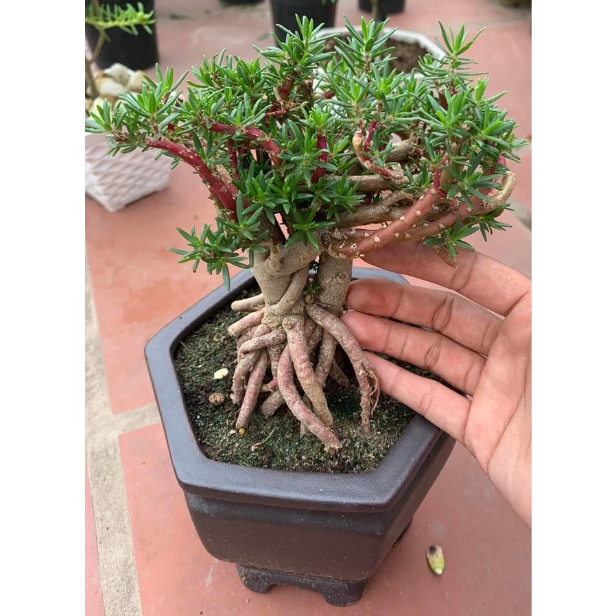 [Nở Cả Ngày] Cây Hoa Mười Giờ Bonsai Cổ Thụ Loại Gốc To Làm BonSai Trồng Được Lâu Năm Hoa Mười Giờ Bonsai