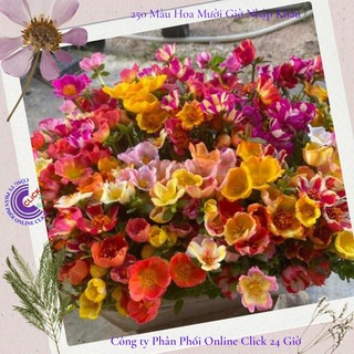 [Dọn Luống Gía Rẻ Nhiều Màu Cây Đẹp] 1 Kg Hoa Mười Giờ Sam Thái Hoa To Siêu Đẹp Dọn Luống Trồng Lứa Mới Bán Rẻ