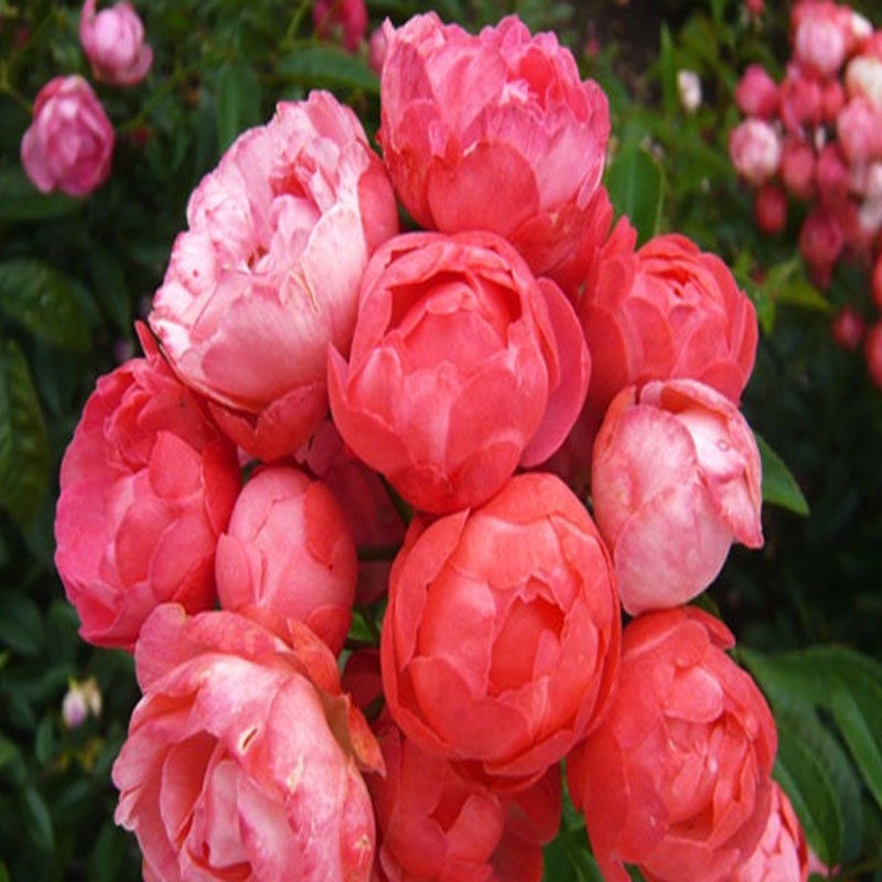 Cây Hoa Hồng Trứng - Margo Koster Rose - cây cảnh sân vườn