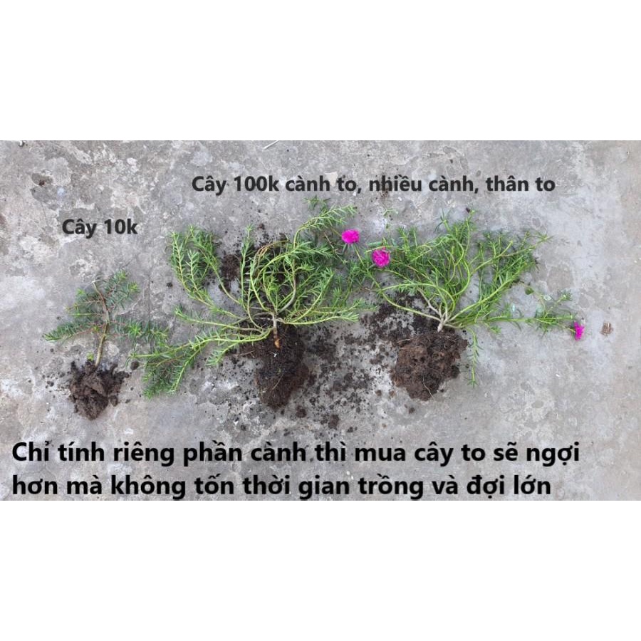 [Nở Cả Ngày] Cây Hoa Mười Giờ Bonsai Cổ Thụ Loại Gốc To Làm BonSai Trồng Được Lâu Năm Hoa Mười Giờ Bonsai