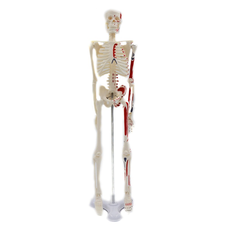 Redbaiaa1 Màu Mini Bộ Xương Người Mẫu Màu Chiều Cao 45cm Cho Giảng Dạy Y Tế Học Tập Trẻ Em Giáo Dục Học Tập Di