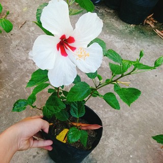 Cây Hoa Dâm Bụt Trắng - Cây cảnh sân vườn