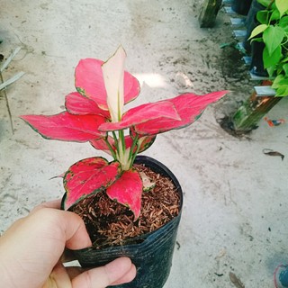 Cây Vạn Lộc - Cây Hồng Phát Lộc - chậu cây cảnh phong thủy để bàn mang đến may mắn tài lộc