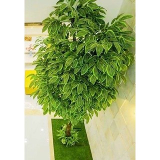 Combo 10 Cành lá kim tứ - Lá giả