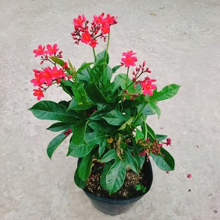 Cây Hồng Mai - Cây cảnh sân vườn