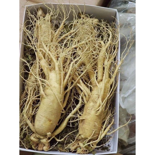 sâm tươi hàn quốc