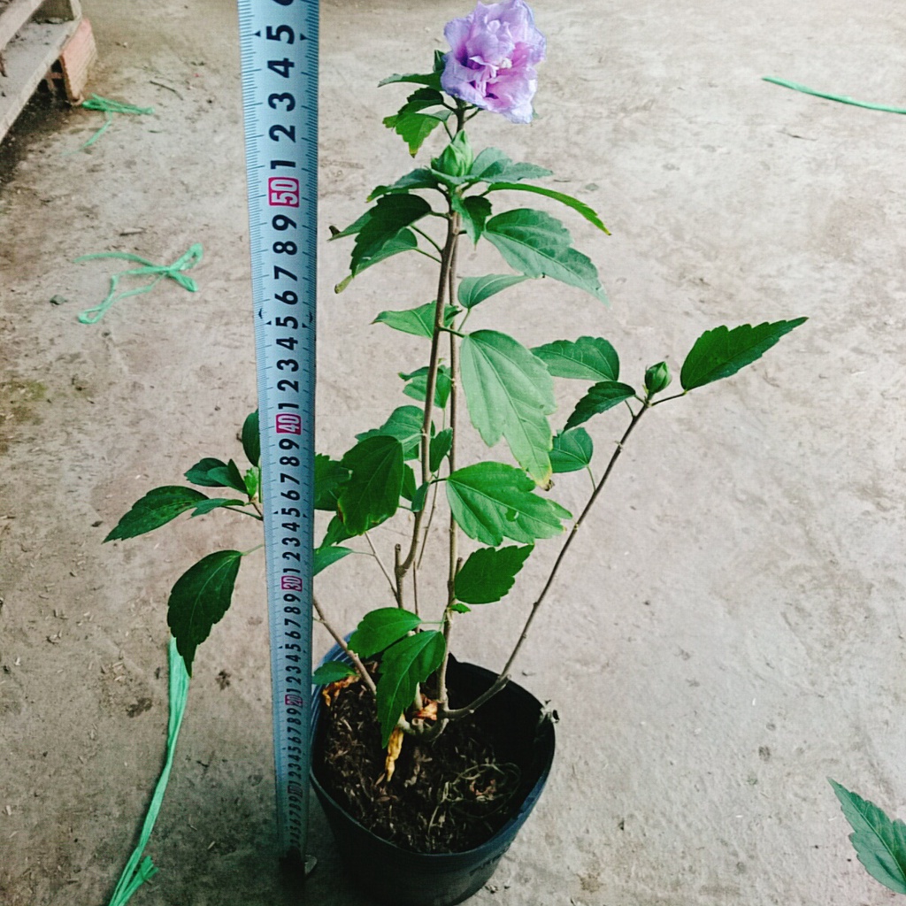 Hoa dâm bụt tím (giống mới) - cây cảnh để bàn