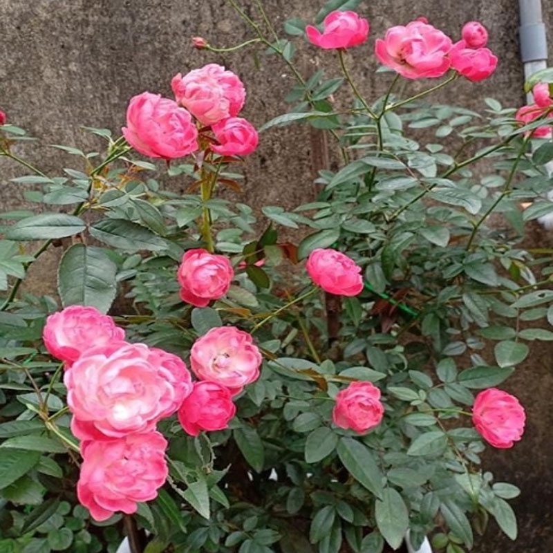 Cây Hoa Hồng Trứng - Margo Koster Rose - cây cảnh sân vườn