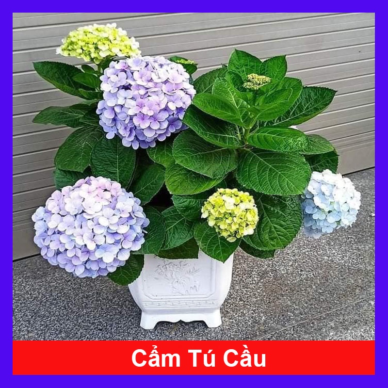 Cây hoa cẩm tú cầu - cây cảnh đẹp - đổi màu theo độ PH
