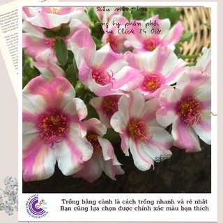 Hoa Sam Thái Hoa Mười Giờ Sam Đơn Màu Số 176 Giống Mới Dễ Trồng Siêu Đẹp Hoa Mười Giờ Bonsai