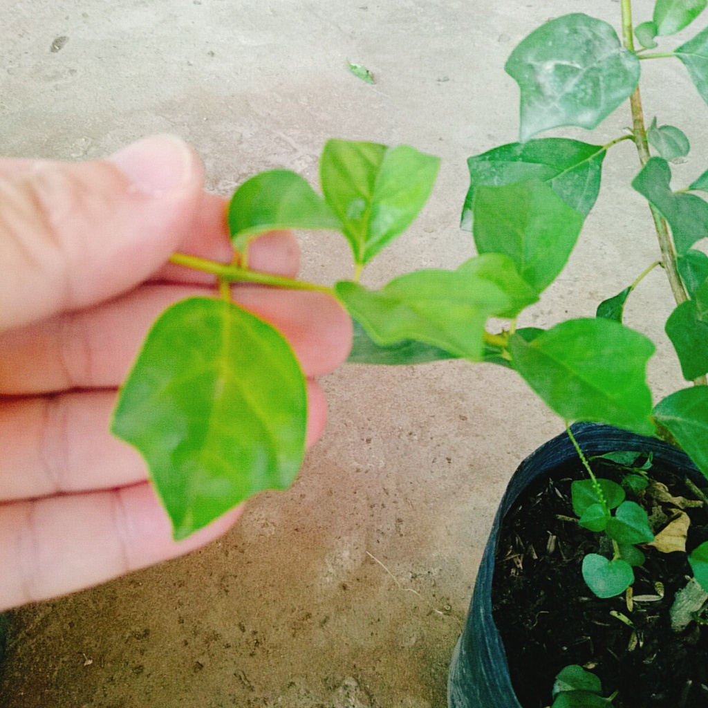 Cây Huyền Trân Công Chúa - cây cảnh đẹp