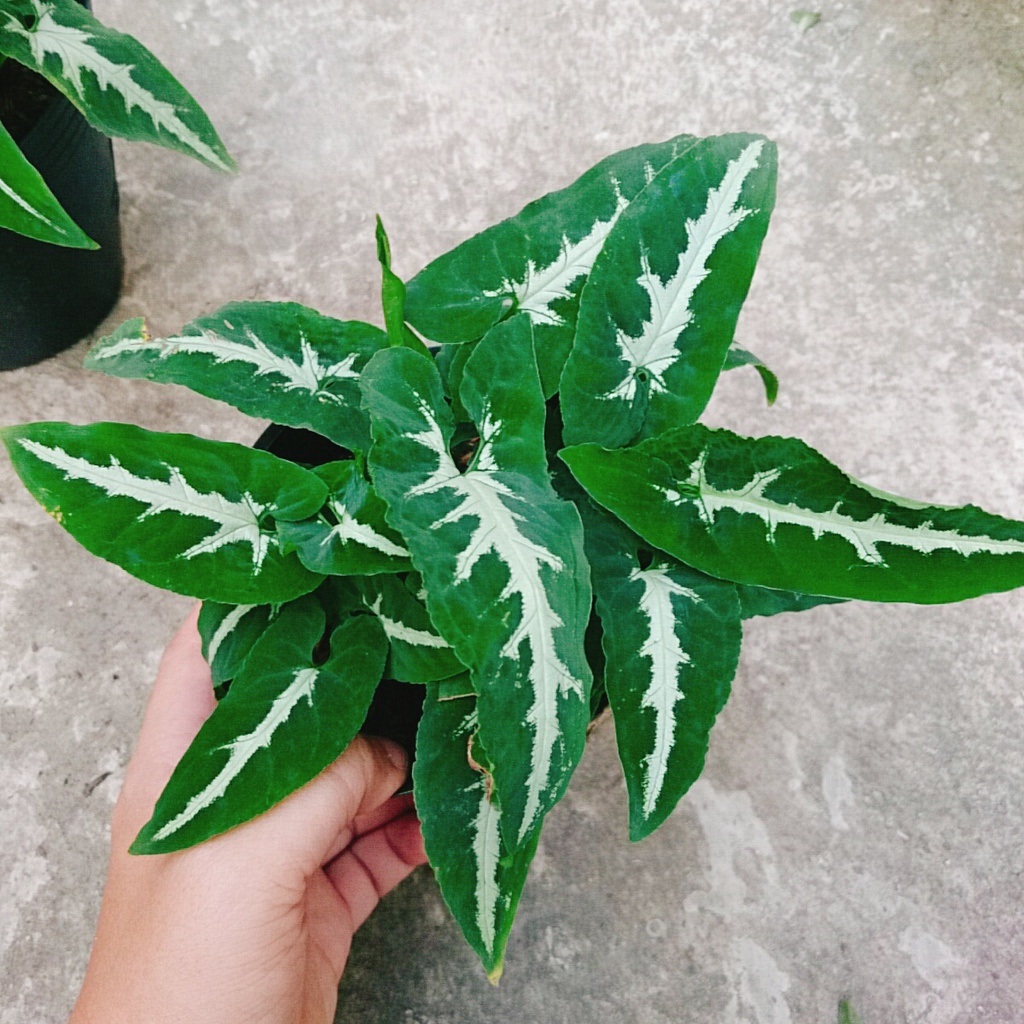 Trầu Bà Nhung - Cây cảnh để bàn