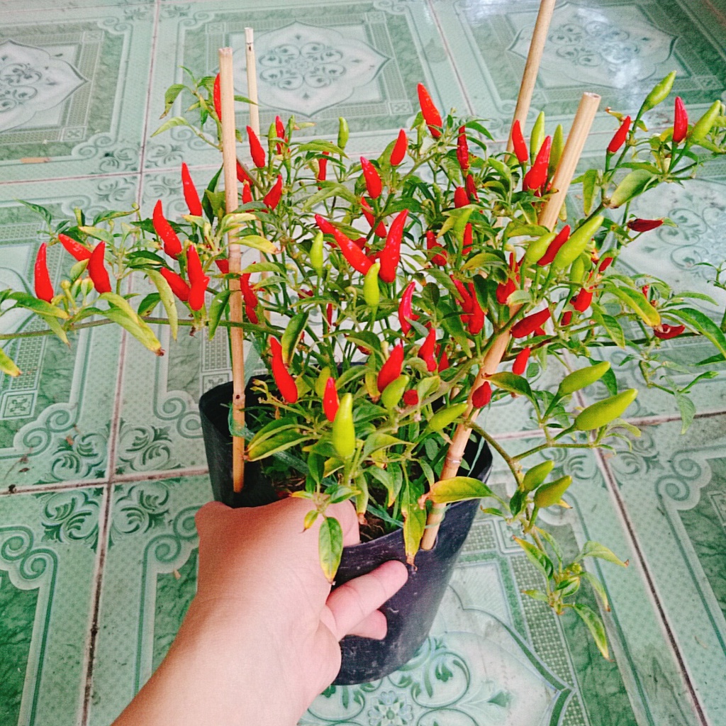 Cây ớt hiểm - cây cảnh sân vườn