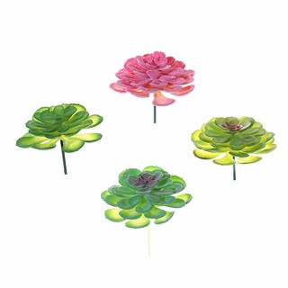 Chậu Cây Mọng Nước Trang Trí Nhà Cửa