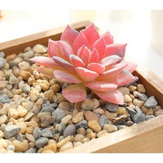 Chậu Cây Mọng Nước Trang Trí Màu Đỏ