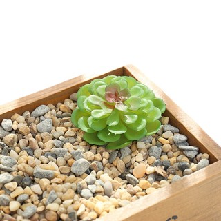 Chậu Cây Mọng Nước Trang Trí Nhà Cửa