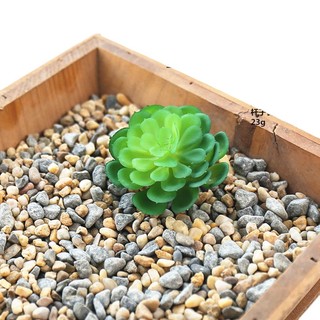 Chậu Cây Mọng Nước Trang Trí Nhà Cửa