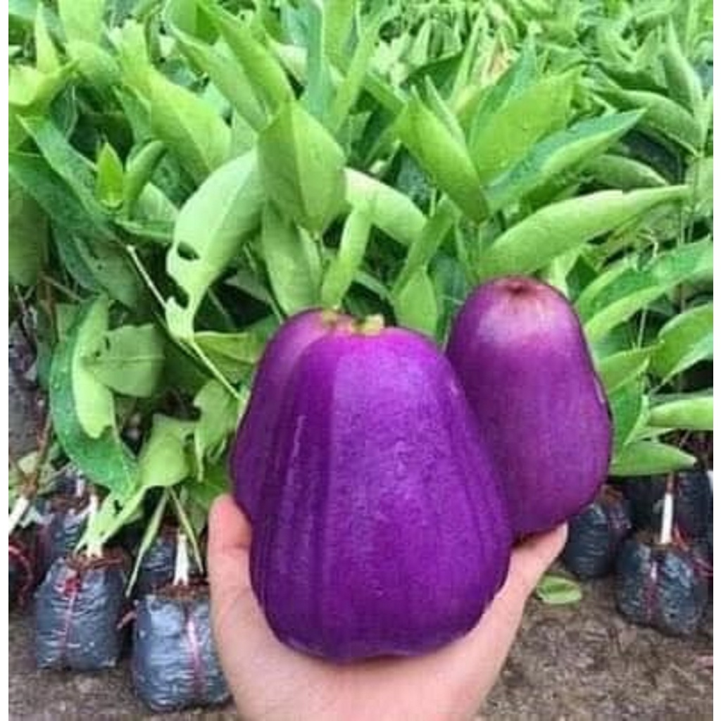 CÂY GIỐNG MẬN ROI TÍM [ MẬN ROI TÍM THÁI LAN - 12 THÁNG THU HOẠCH ...