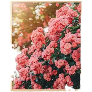 Tranh Sơn Dầu Trang Trí Hình Hoa Hướng Dương