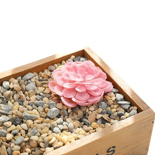 Chậu Cây Mọng Nước Trang Trí Nhà Cửa