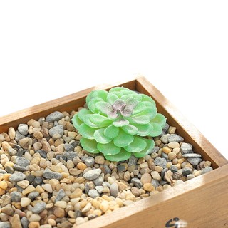 Chậu Cây Mọng Nước Trang Trí Nhà Cửa