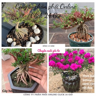 [Nở Cả Ngày] 500g Cành Giống Cây Hoa Mười Giờ Bonsai Loại Nuôi Gốc To Lâu Năm SHOP PP ONLINE CLICK 24 GIỜ