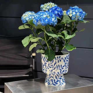 MANDY HOME Chậu Sứ Trồng Cây Hoa phalaenopsis Màu Trắng Xanh Dương Phong Cách retro Hiện Đại Đơn Giản Trang Trí Nội Thất