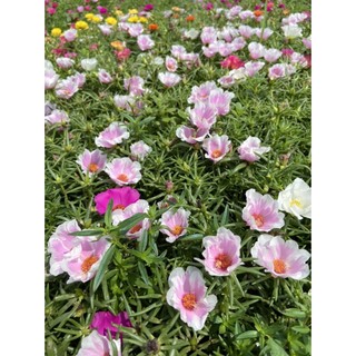 [Được Chọn Màu] 500g Cành Giống Hoa Mười Giờ MỸ ĐƠN ĐỦ 7 MÀU Hoa Rất To Đẹp MiMa market