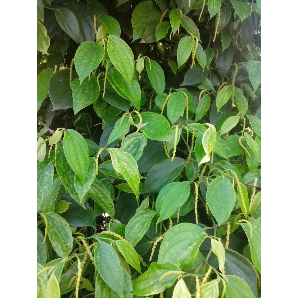 CÂY GIỐNG HỒ TIÊU (chuyên cây giống) | Shopee Việt Nam