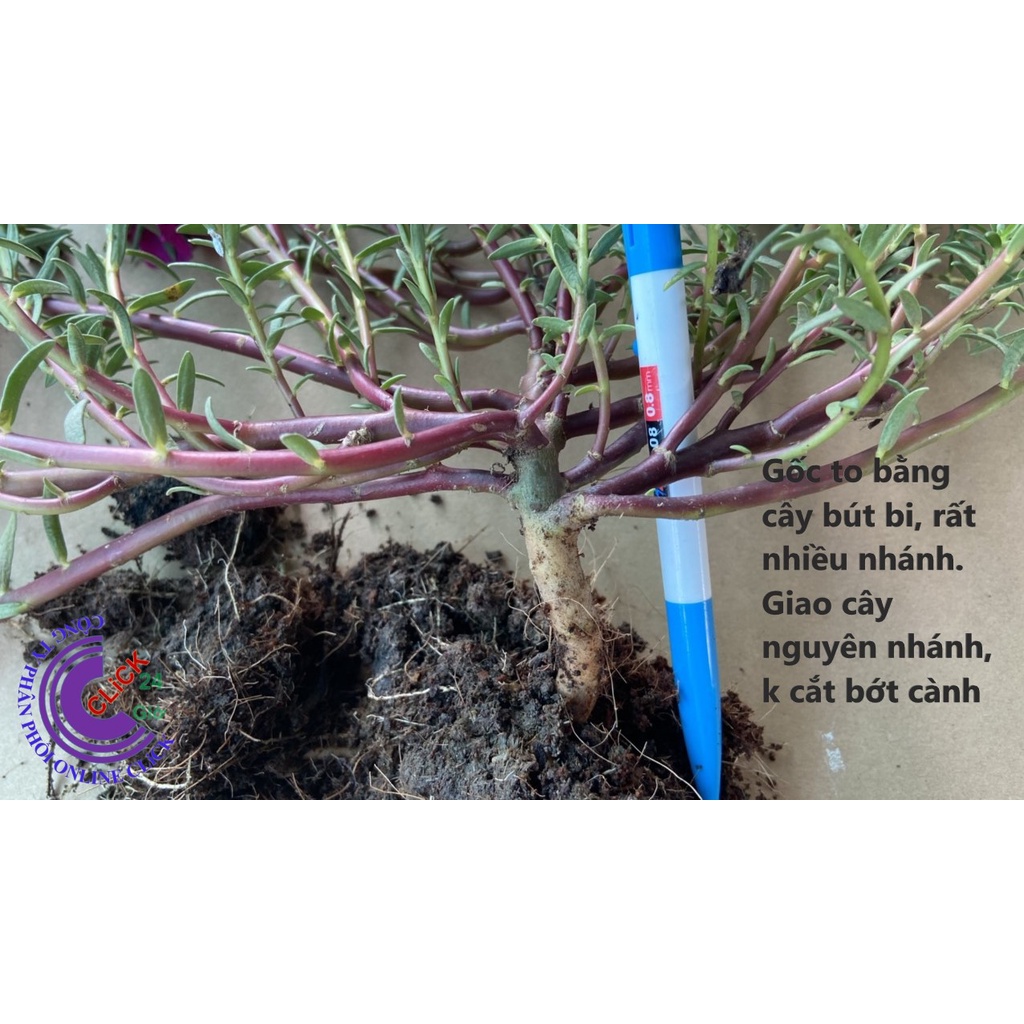 [Nở Cả Ngày] 300g Cành Giống Cây Hoa Mười Giờ Bonsai Loại Chuyên Nuôi Gốc To Trồng Lâu Năm MM Market