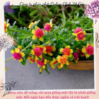 [NỞ CẢ NGÀY] Hoa Sam Kép Màu Vàng Tím Hoa Mười Giờ Sam Thái Kép Siêu Đẹp Hoa Mười Giờ Bonsai & Phụ Kiện
