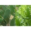 xương rồng ba cạnh ( xương rồng ông) - 1 kg tươi
