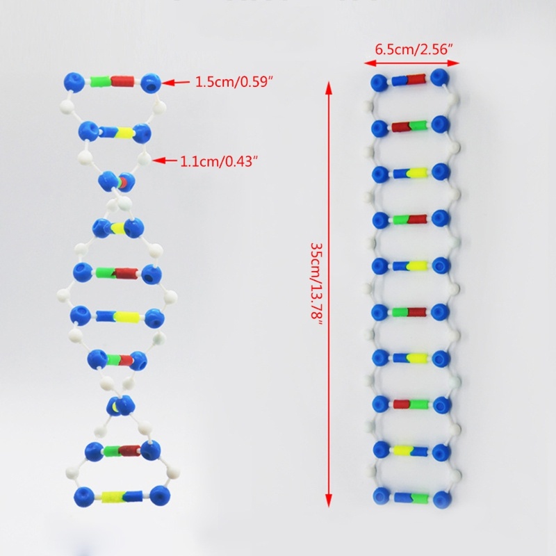 Mô hình cấu trúc xoắn đôi Mya DNA Mô hình DNA Máy trợ giảng khoa học sinh học