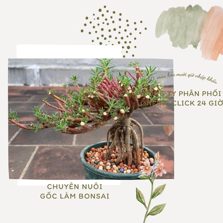 [Nở Cả Ngày] 300g Cành Giống Cây Hoa Mười Giờ Bonsai Loại Chuyên Nuôi Gốc To Trồng Lâu Năm MM Market