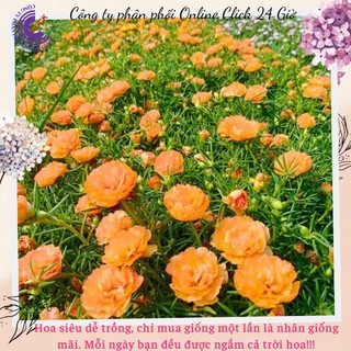 Hoa Mười Giờ Cam Hồng hoa mười giờ MiMa market