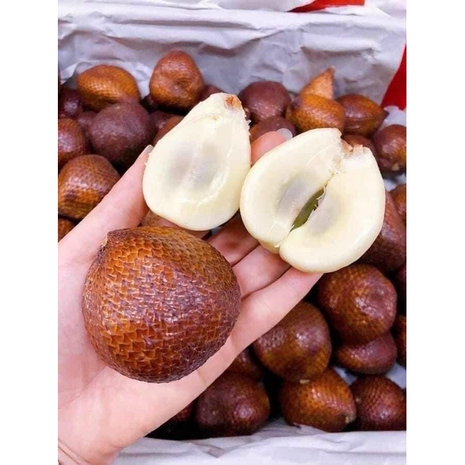 Cây Giống Mây Indo (cây Salak , cây da rắn Super Pondoh) | Shopee Việt Nam