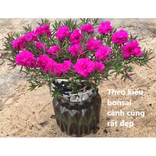 [Nở Cả Ngày] 300g Cành Giống Cây Hoa Mười Giờ Bonsai Loại Chuyên Nuôi Gốc To Trồng Lâu Năm MiMa market
