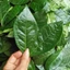 1kg lá chè xanh (trà xanh) rừng tươi sạch, cắt cả cành và lá