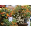 Cây giống hoa ngũ sắc nhiêu màu - cây giống hoa trâm ổi