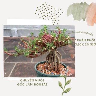[Nở Cả Ngày] 300g Cành Giống Cây Hoa Mười Giờ Bonsai Loại Chuyên Nuôi Gốc To Trồng Lâu Năm MiMa market