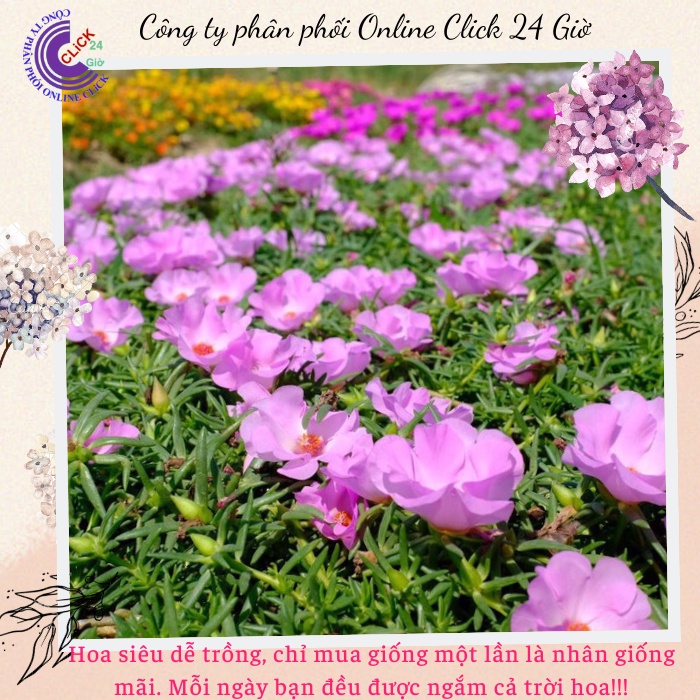 [Được Chọn Màu] Cành Giống Hoa Mười Giờ Mỹ Đơn Màu Hồng Hoa To Đẹp Mát Mắt Hoa Mười Giờ Bonsai & Phụ Kiện
