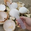 Dụng Cụ Tách Vỏ Dừa Mềm Mại Tiện Dụng Cho Nhà Bếp