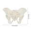 SA Mini Nữ Pelvis Mô Hình Nữ Pelvic Mô Hình Con Người Mô Hình Y Tế Mô Hình Giảng Dạy Cho Nghiên Cứu Giảng Dạy Phòng Thí Nghiệm