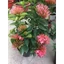 Hoa Mẫu đơn Mỹ Hồng lá to- hoa trang mỹ hồng - cây giống