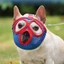 Mya Mõm Cho Chó Snout Ngắn Snout Chó Ngắn Mõm Chó Bulldog Mõm Cho Bulldog Pháp Bulldog Mõm Cắn